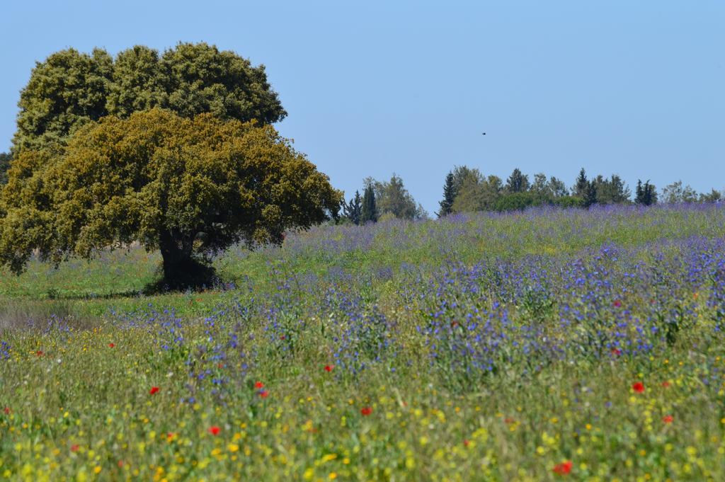 Monte Chalaca - Turismo Rural Villa Ferreira Do Alentejo Bagian luar foto